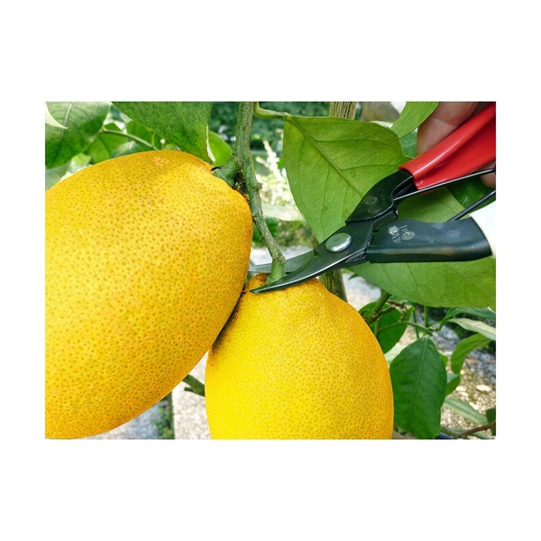 Okatsune 301 ívelt pengével betakarító metszőolló