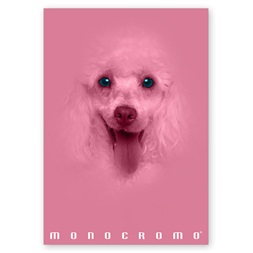 Pigna Monocromo Pink A4 38 lap, tűzött, kockás füzet