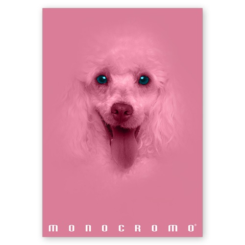 Pigna Monocromo Pink A4 38 lap, tűzött, kockás füzet