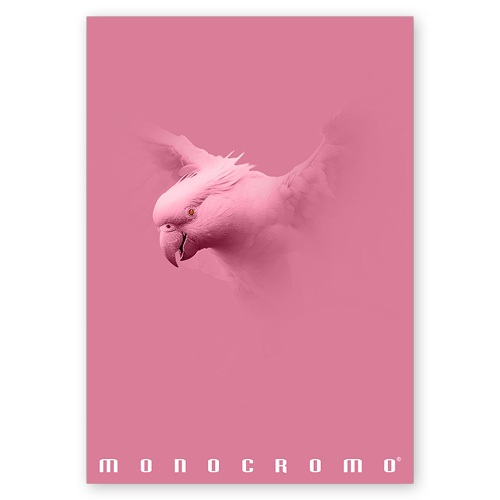 Pigna Monocromo Pink A4 38 lap, tűzött, kockás füzet