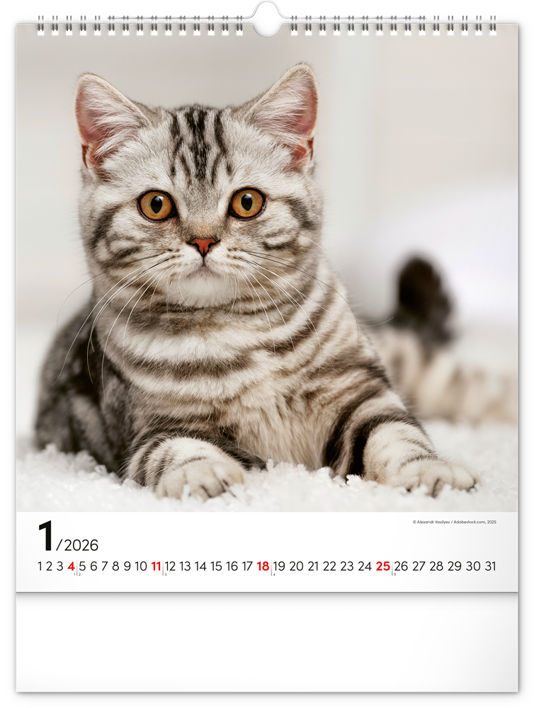 Realsystem 2026 Cats 6087-CA falinaptár