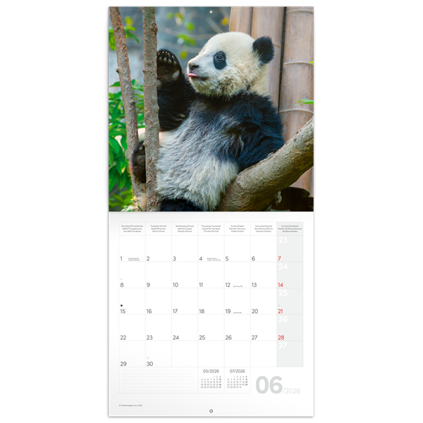 Realsystem 2026 Pandas 6097-PS lemeznaptár