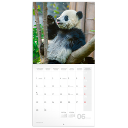 Realsystem 2026 Pandas 6097-PS lemeznaptár