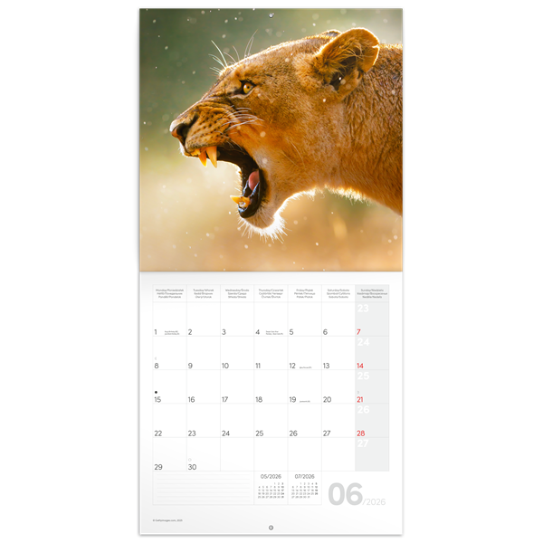Realsystem 2026 Wild Africa 6097-WA falinaptár